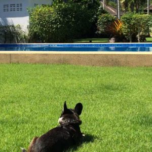 Image contains a photo of a small black dog facing away from the camera on a green lawn. In the background, the blue water of a pool is visible before a number of trees and a small white pool building. Above this, there are blue clouds.