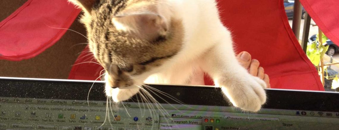 Image contains a photo of a kitten peering over the top of a laptop screen.