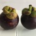 Image contains a photo of two small purple fruit with green stems (mangosteens) on a white table with a white background.