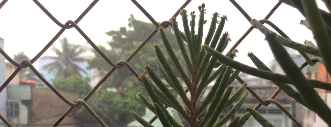 Image contains a photo of a small plant in the foreground with a chain link fence behind it. In the background beyond the fence, there are trees and houses.