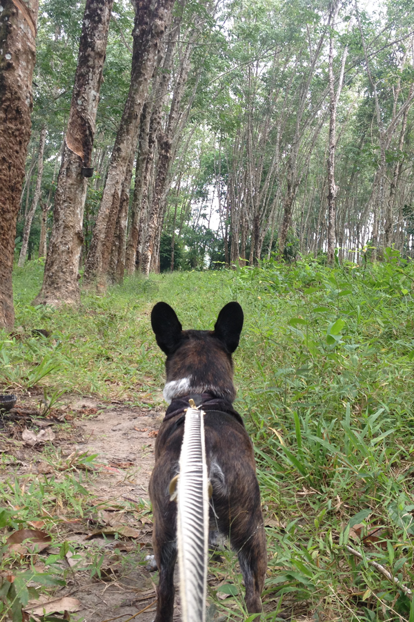 Image contains a photo of a small black dog on a leash in the forest.