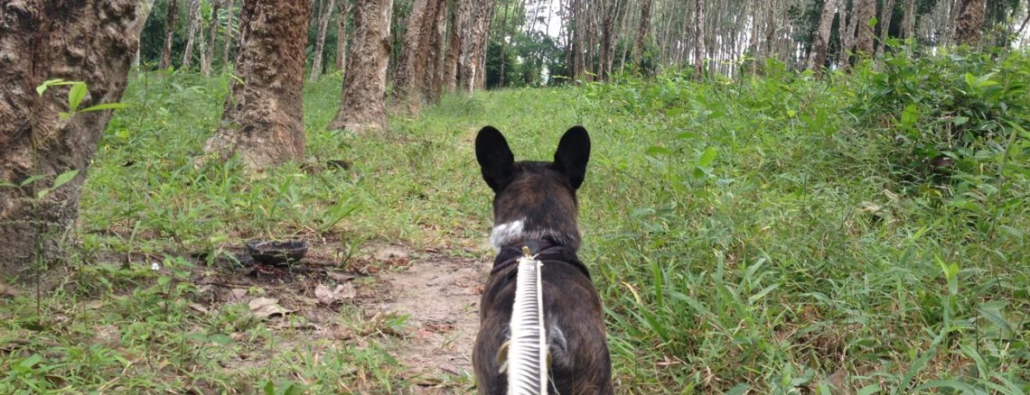 Image contains a photo of a small black dog on a leash looking away from the camera and down a path surrounded by trees and green grass.